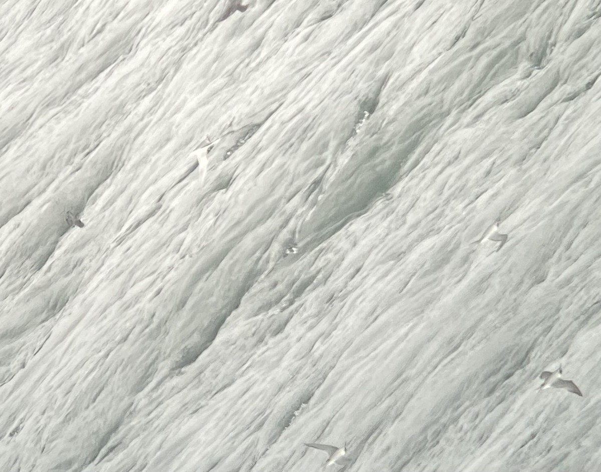 rybák dlouhoocasý - ML623250191