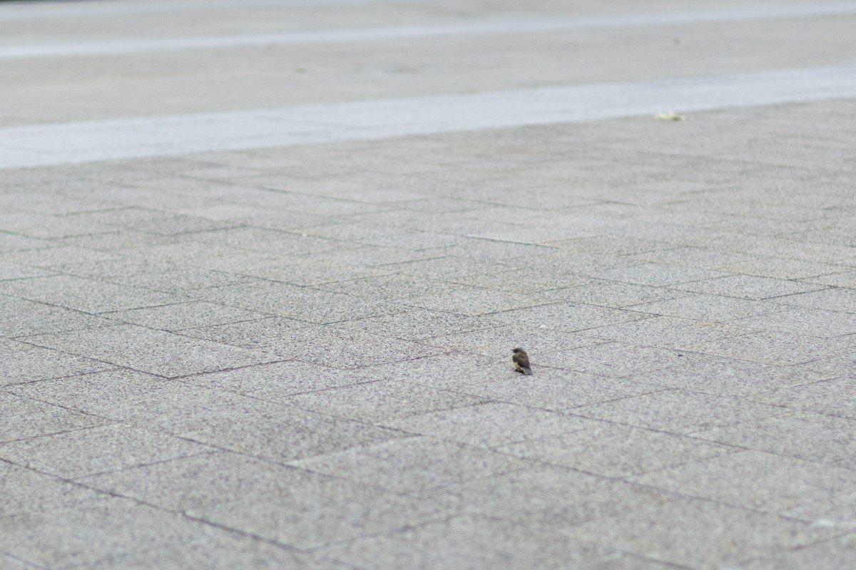 American Redstart - ML623250200