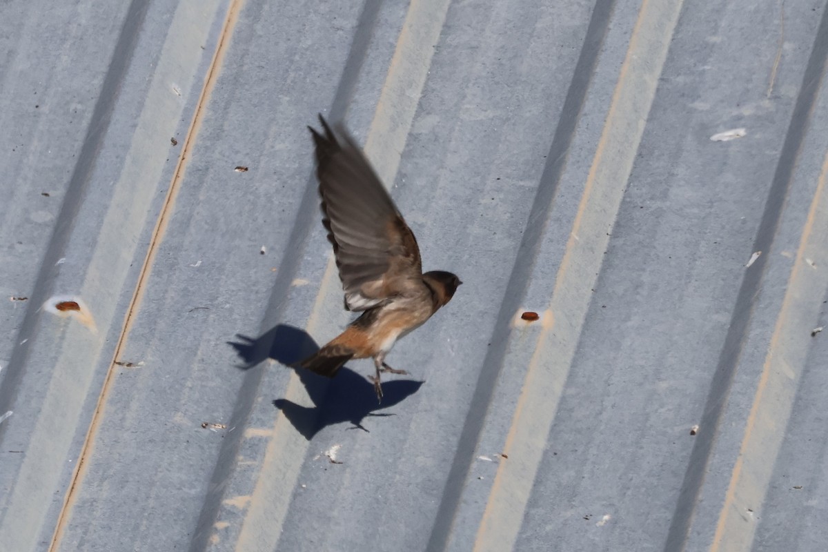 Cliff Swallow - ML623250216