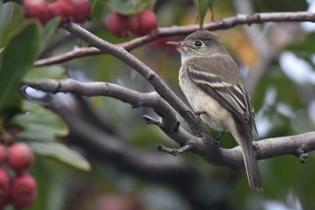 Least Flycatcher - ML623250229