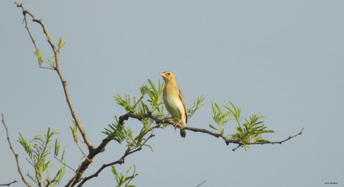 Vitelline Masked-Weaver - ML623250237