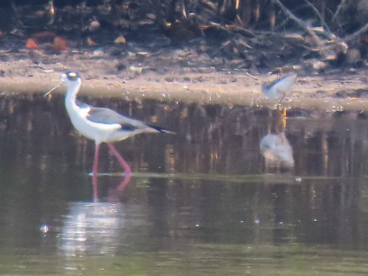 Black-necked Stilt - ML623250268