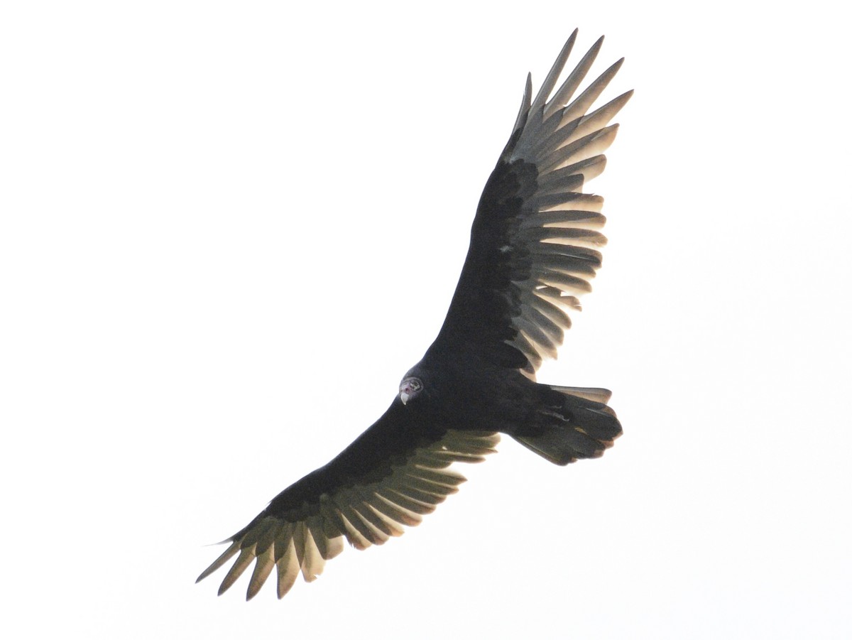 Turkey Vulture - ML623250285