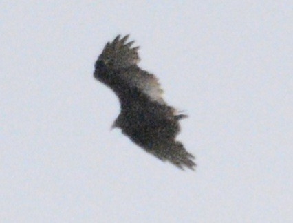 Turkey Vulture - ML623250286