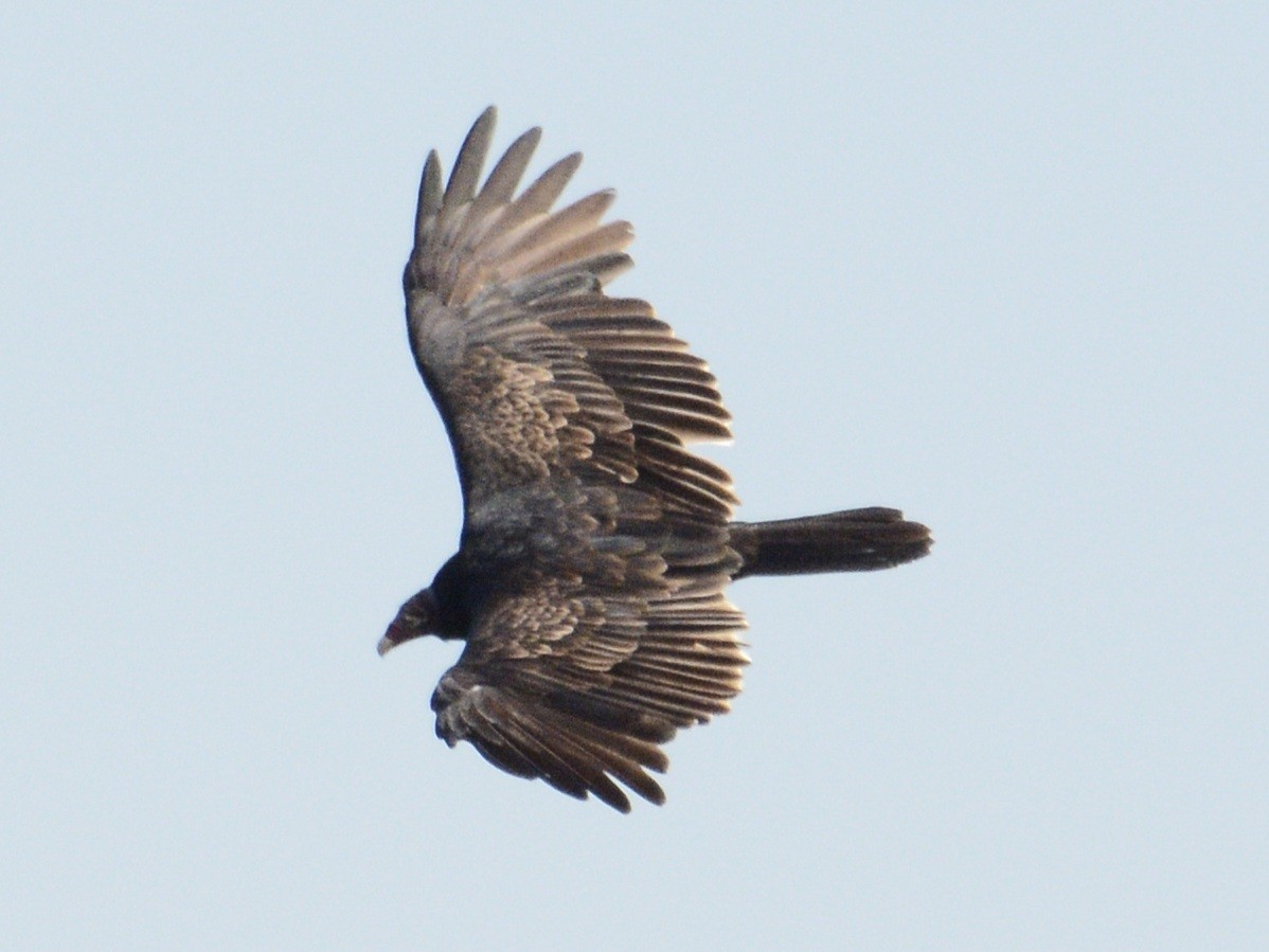 Turkey Vulture - ML623250287