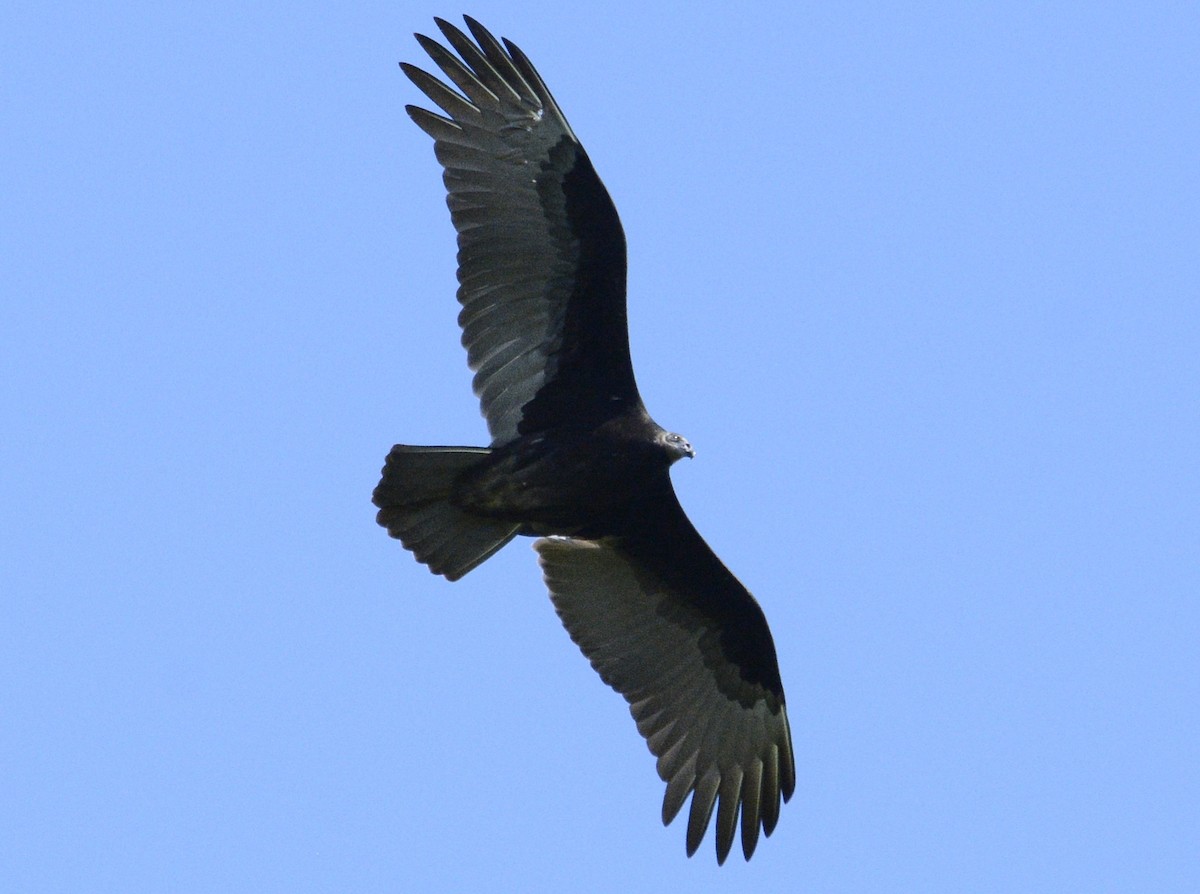 Turkey Vulture - ML623250288