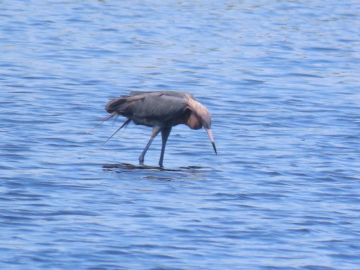 Reddish Egret - ML623250302