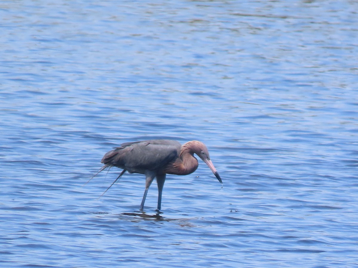 Reddish Egret - ML623250304