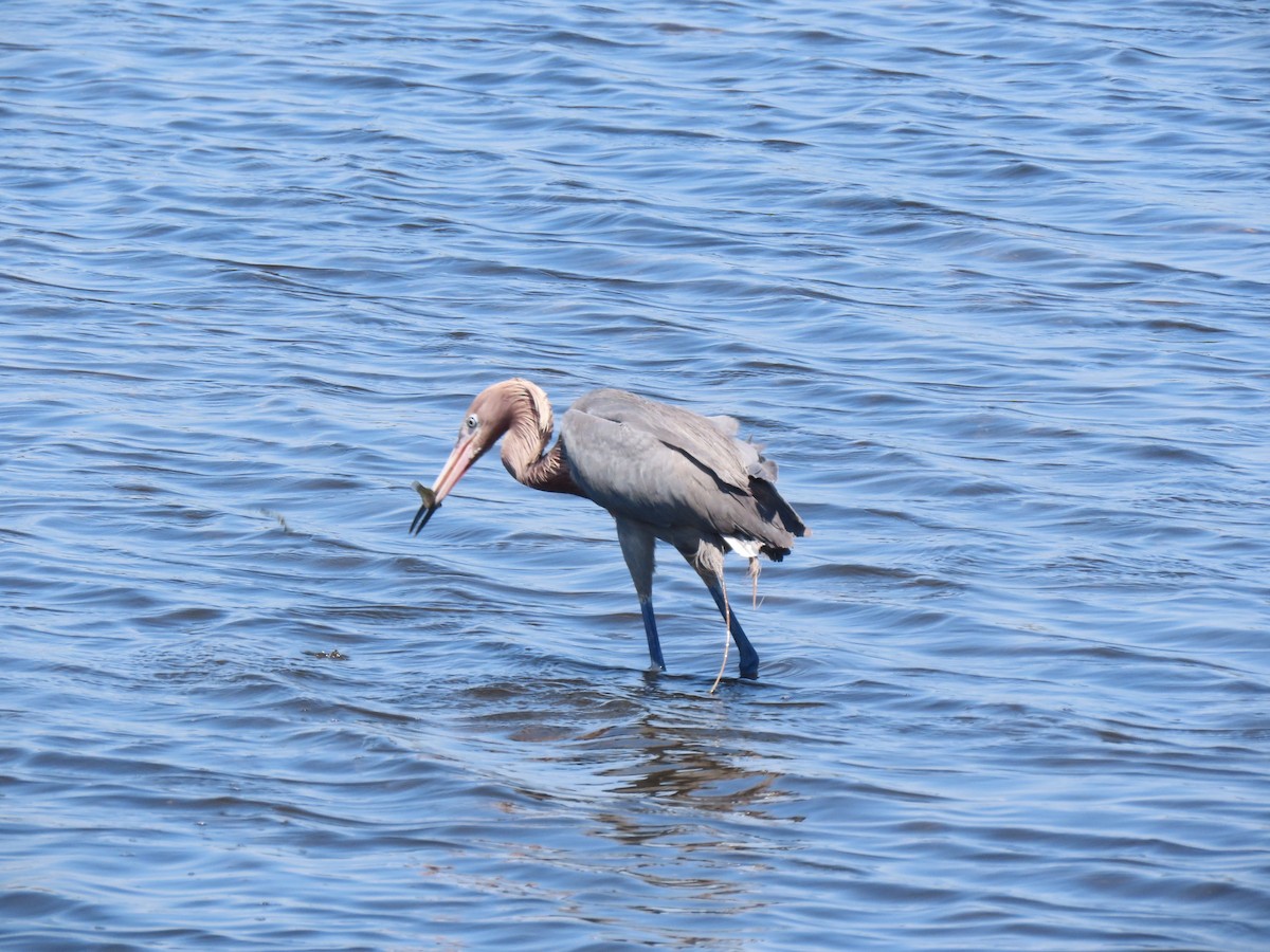 Reddish Egret - ML623250319