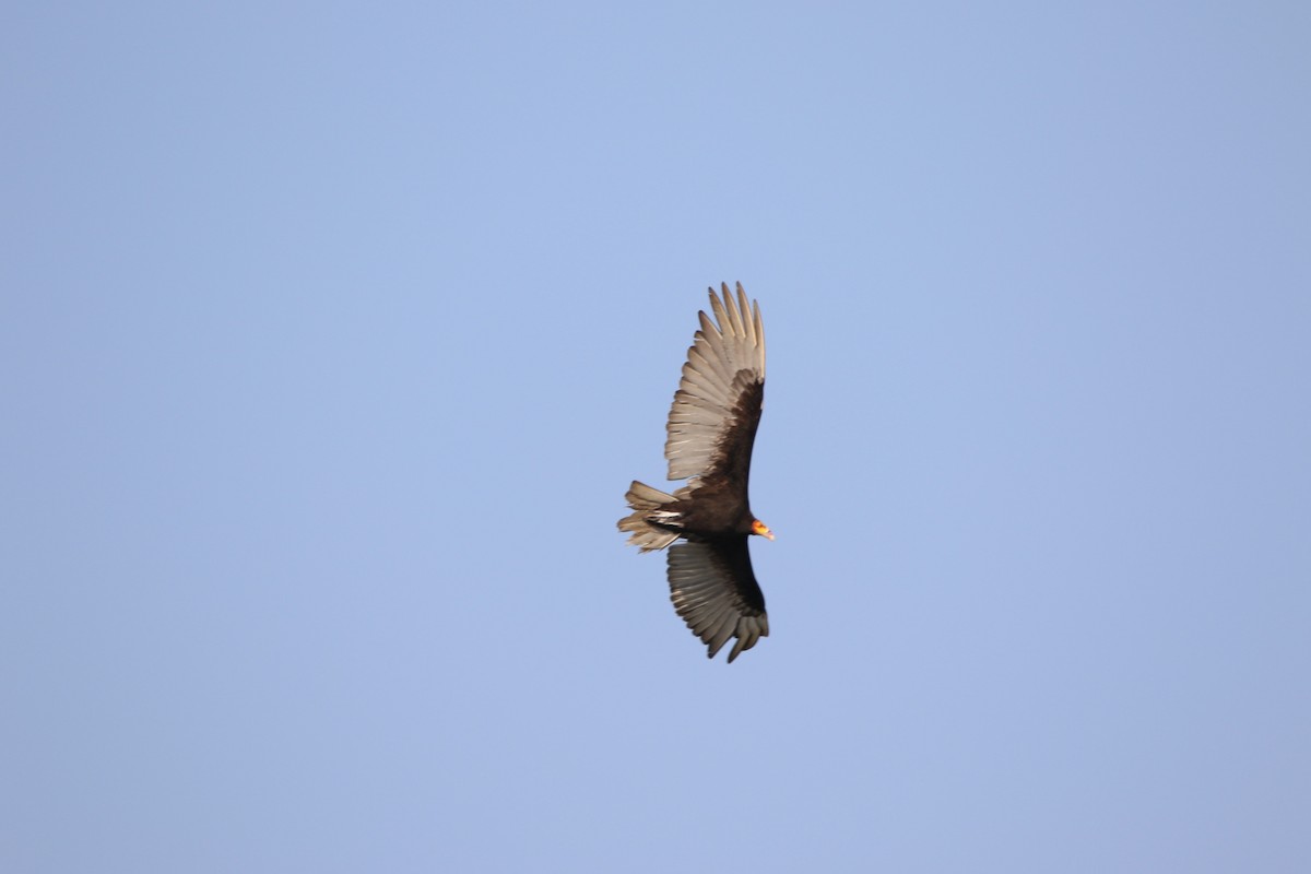 Lesser Yellow-headed Vulture - ML623250357