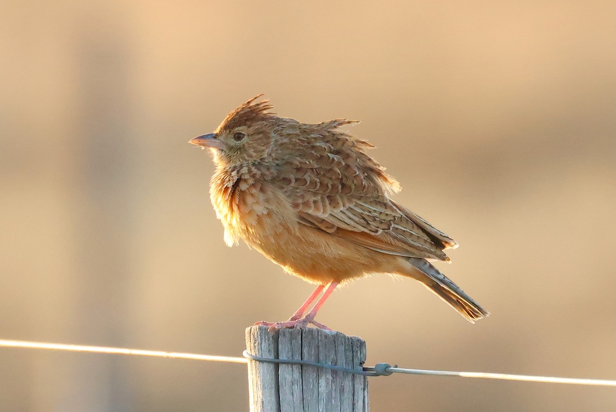 Eastern Clapper Lark - ML623250377