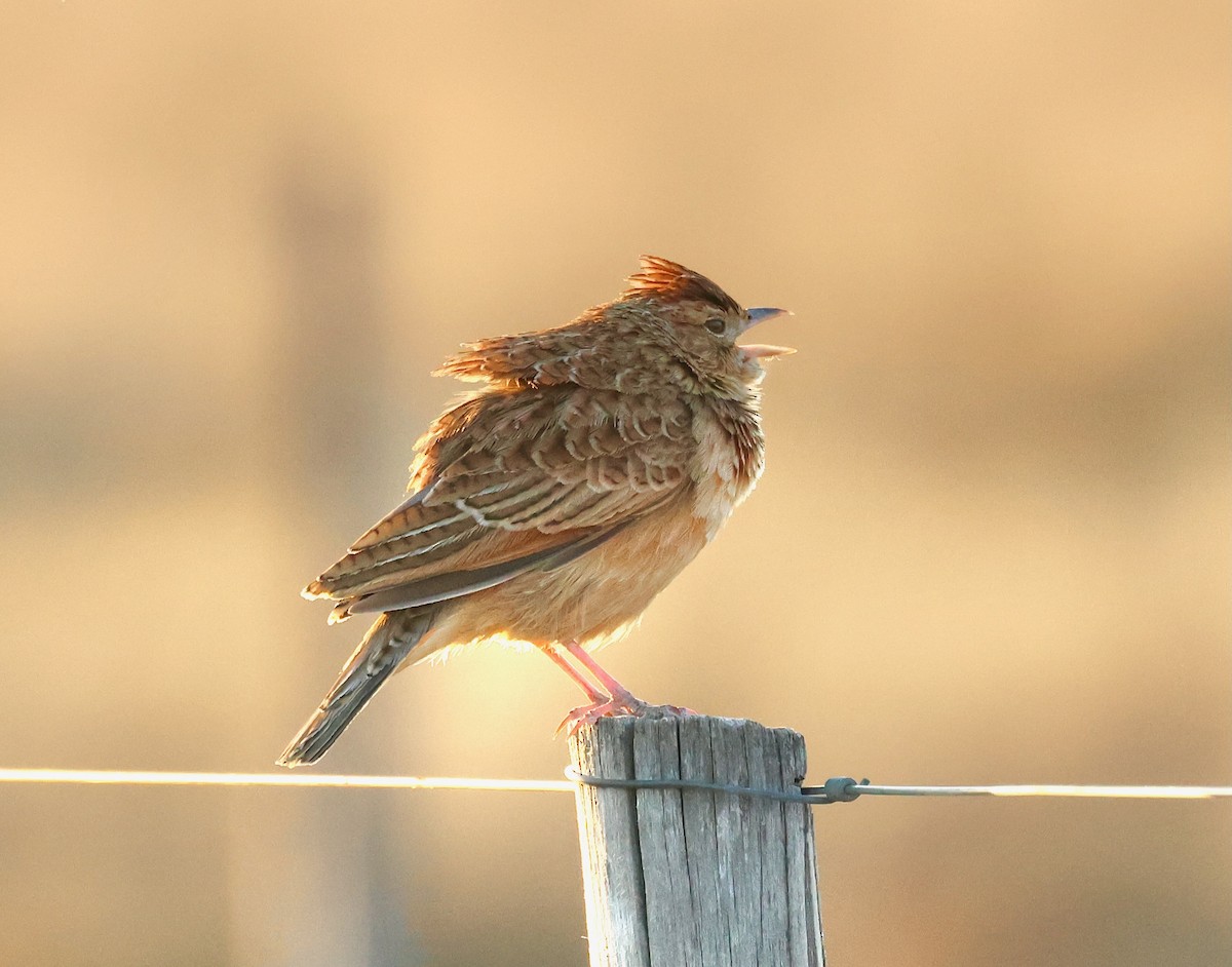 Eastern Clapper Lark - ML623250378