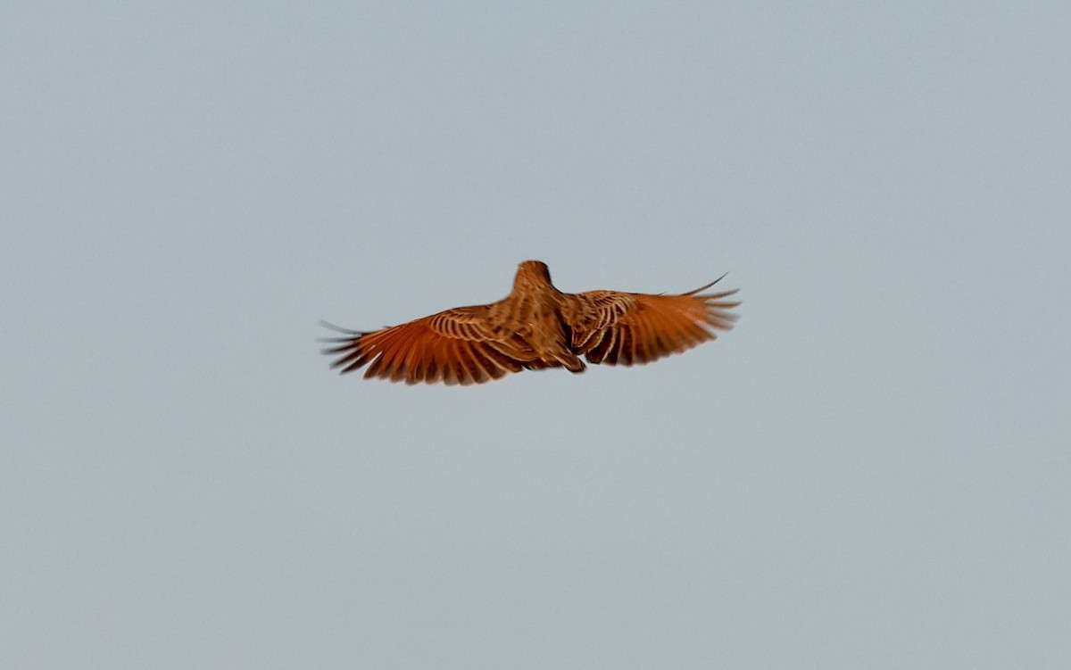 Eastern Clapper Lark - ML623250379