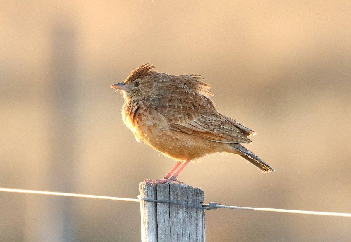 Eastern Clapper Lark - Adam Dudley