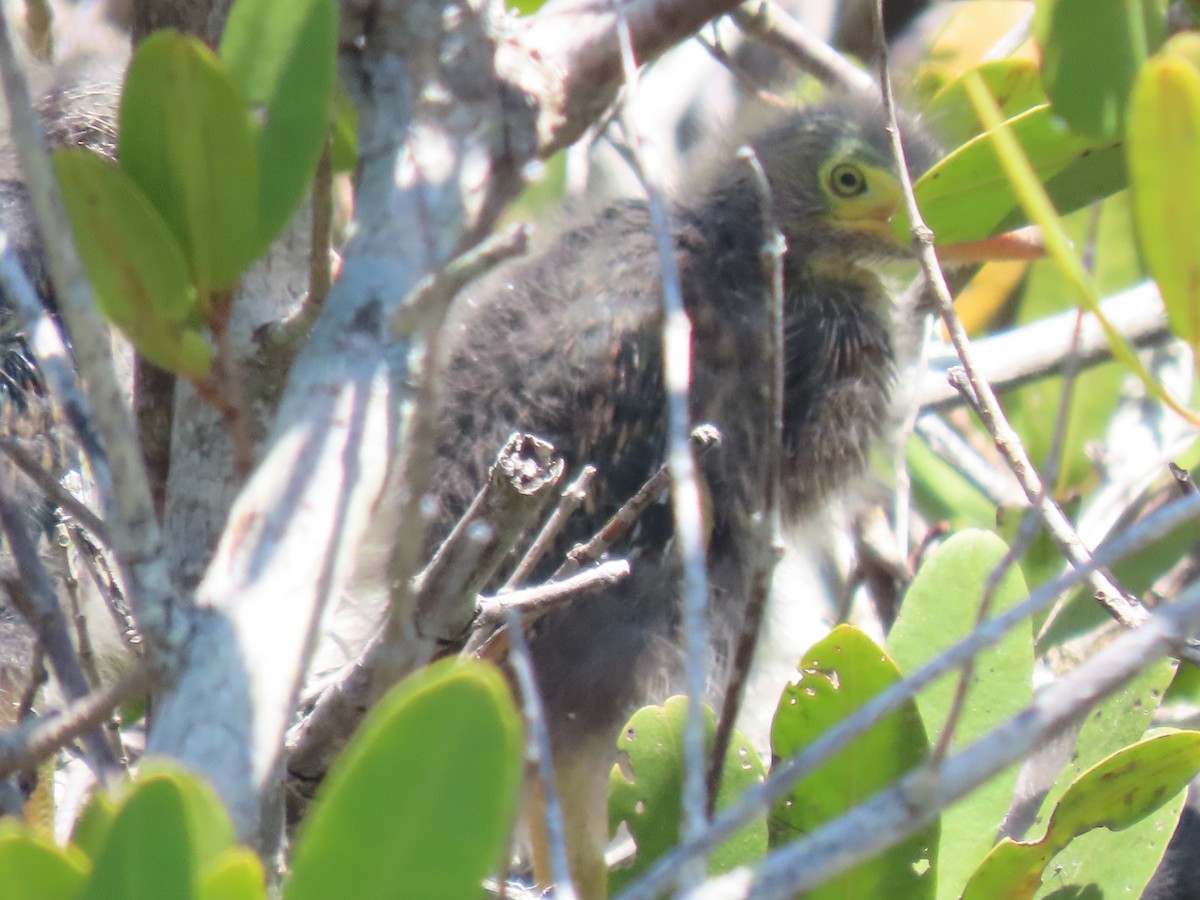 Green Heron - ML623250389