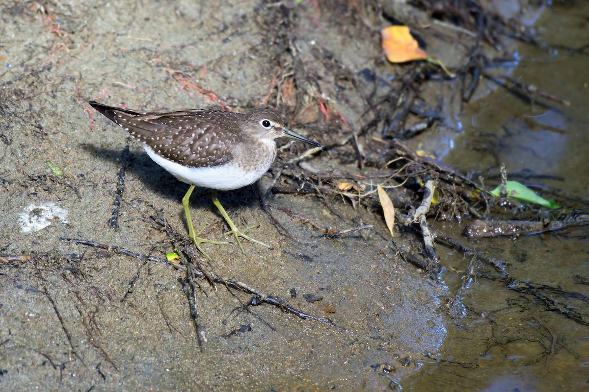 Solitary Sandpiper - ML623250415