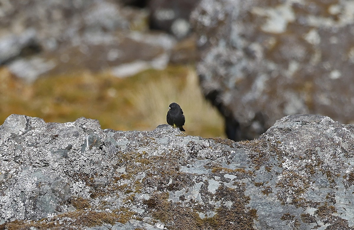 Black Siskin - ML623250417