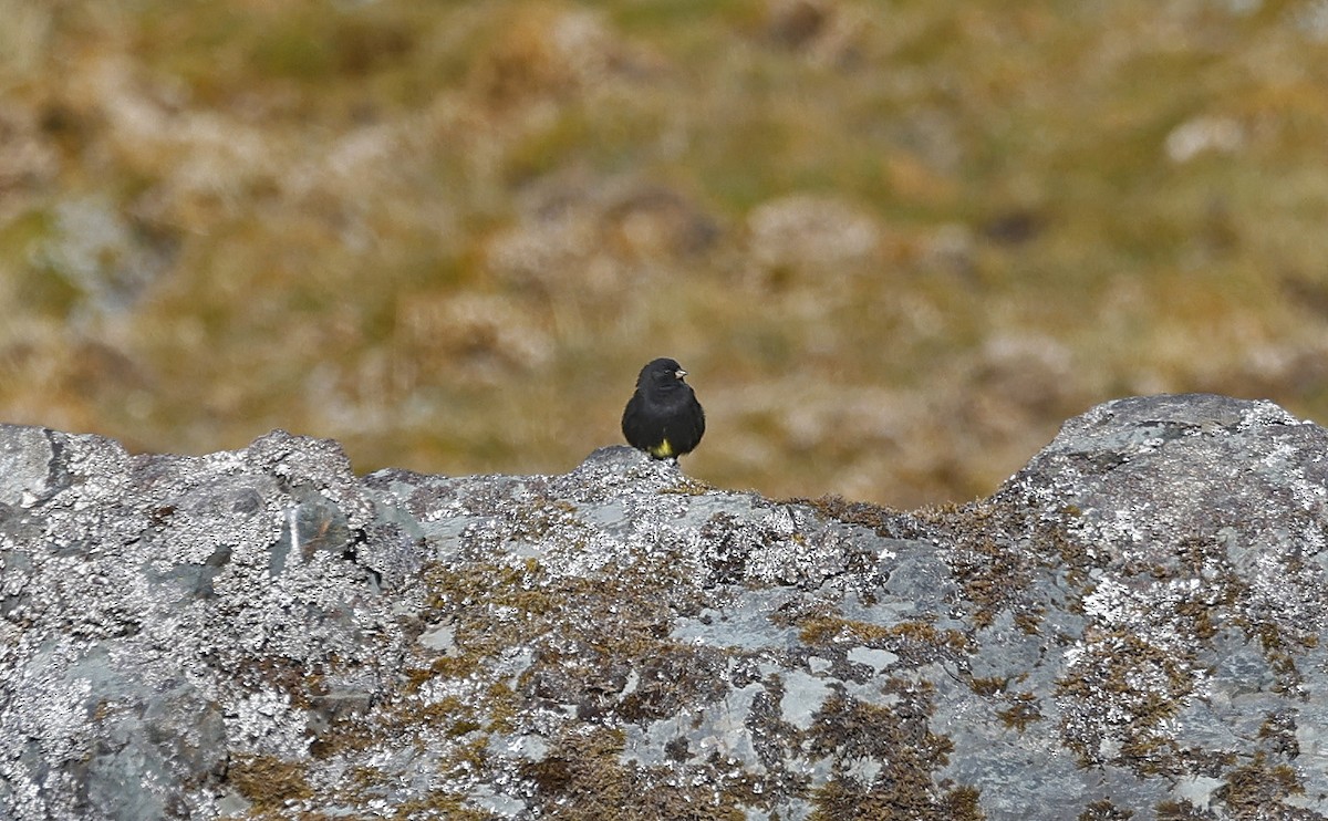 Black Siskin - ML623250428