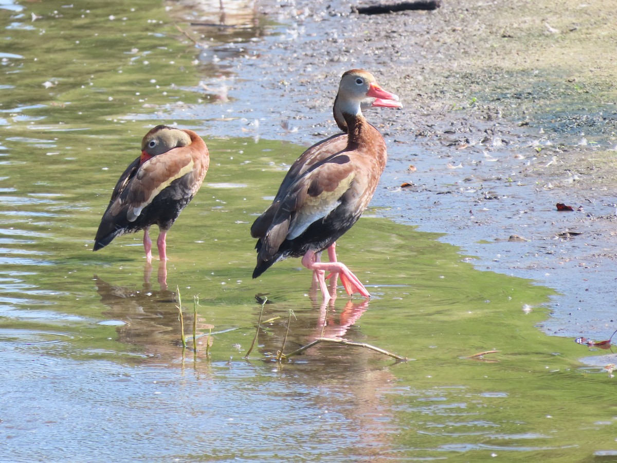 Black-bellied Whistling-Duck - ML623250434