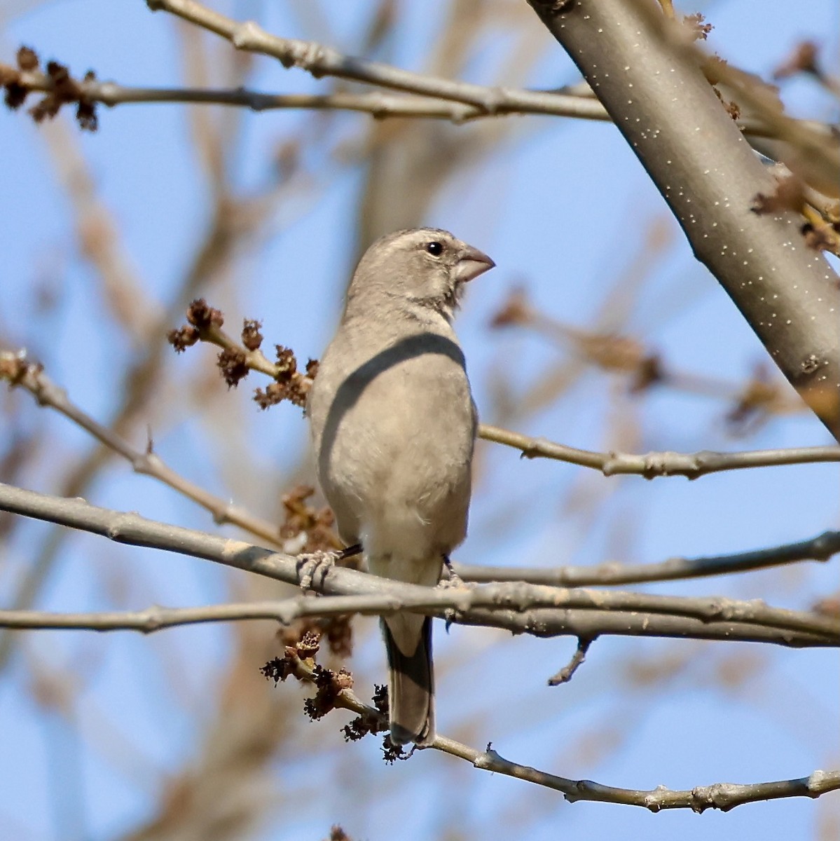 White-throated Canary - ML623250435