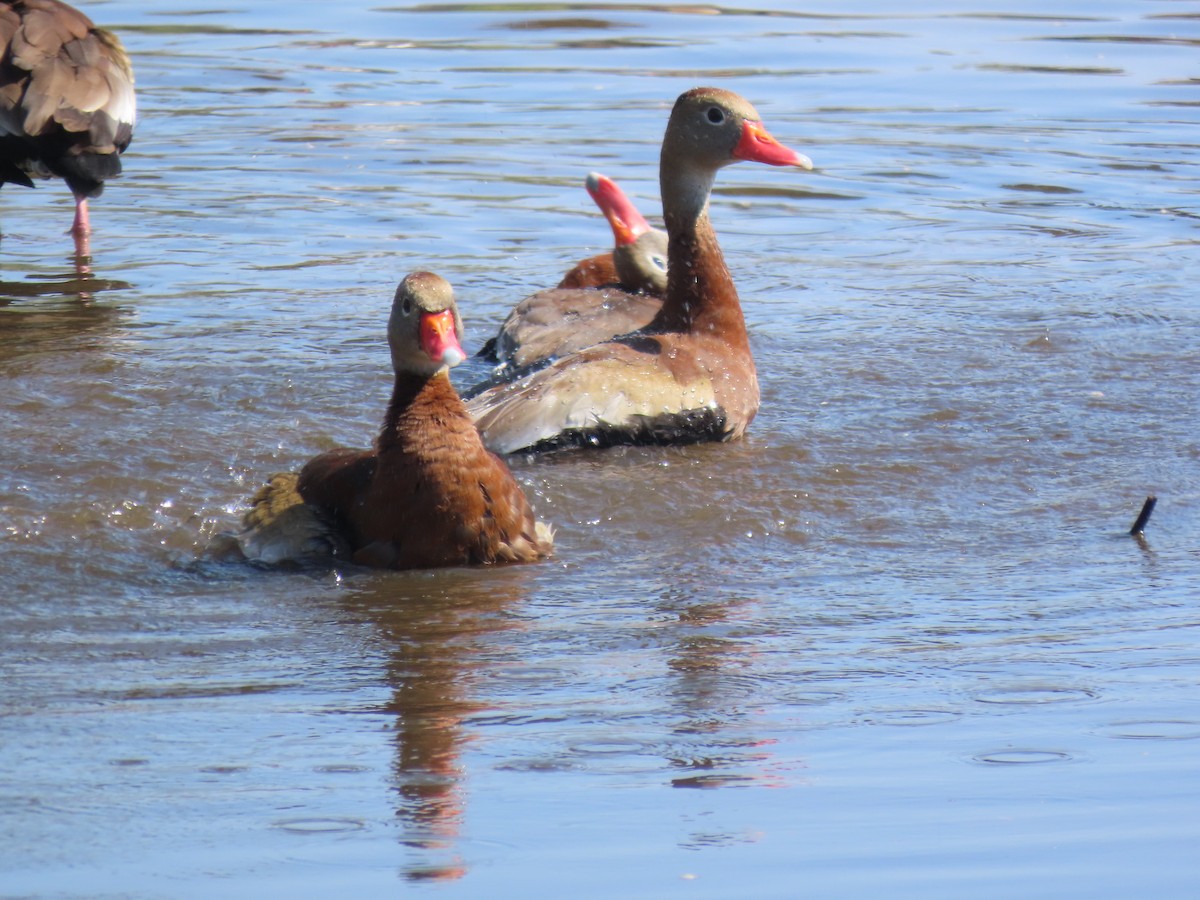 Black-bellied Whistling-Duck - ML623250436