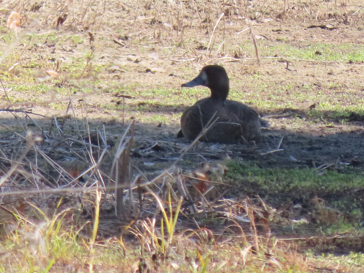 Lesser Scaup - ML623250444