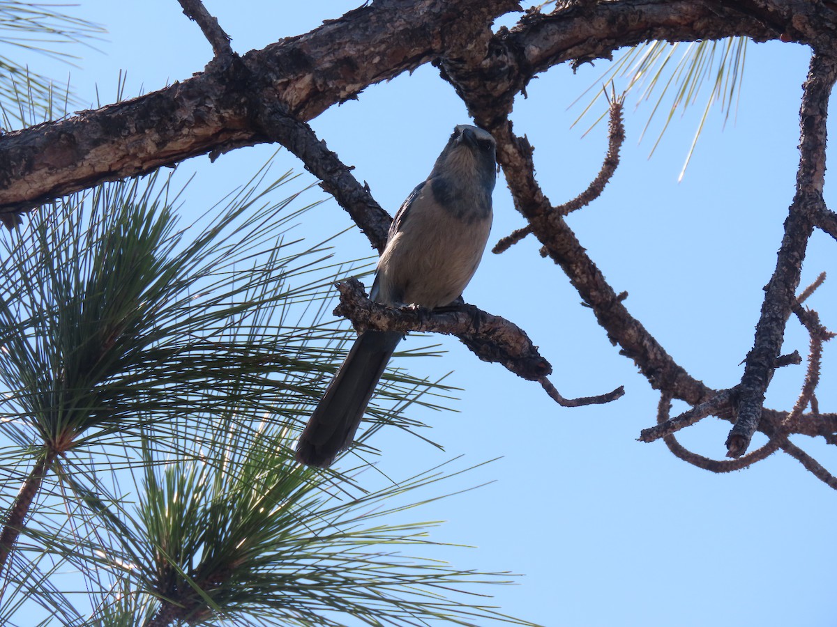 Florida Scrub-Jay - ML623250461