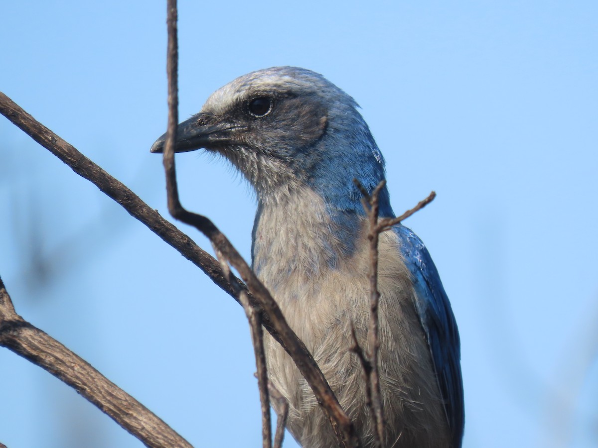 Florida Scrub-Jay - Aarzu Maknojia