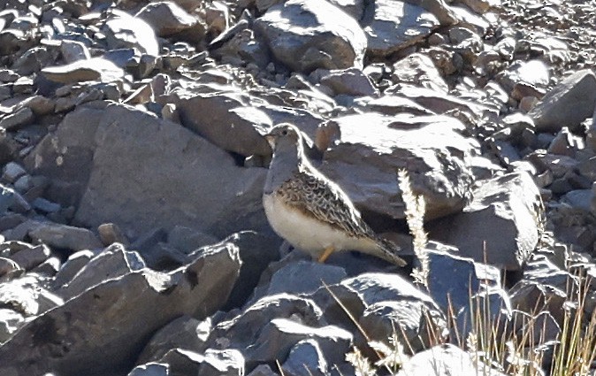 Gray-breasted Seedsnipe - ML623250486