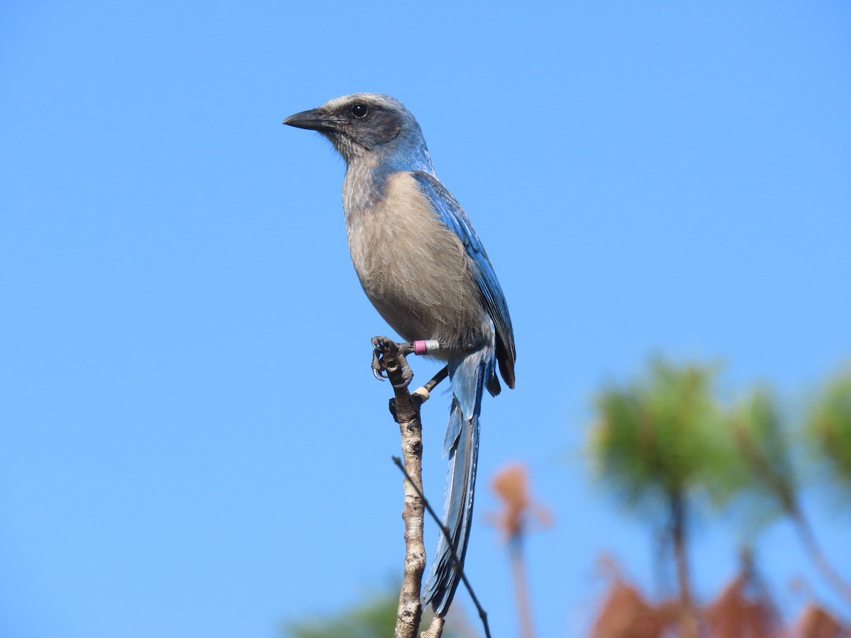 Florida Scrub-Jay - ML623250492