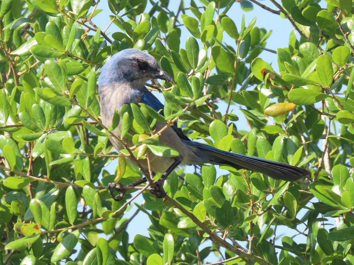 Florida Scrub-Jay - Aarzu Maknojia