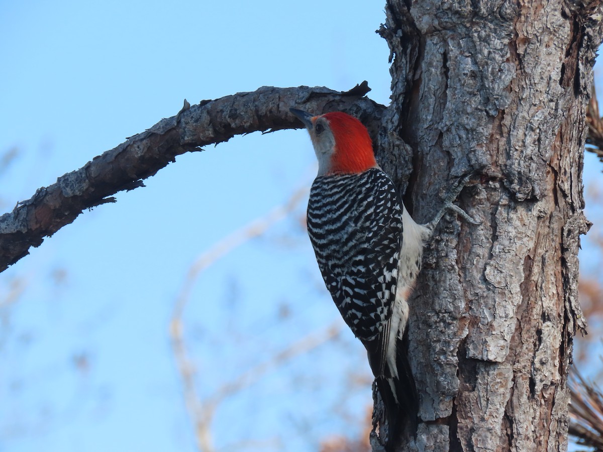 Red-bellied Woodpecker - ML623250529