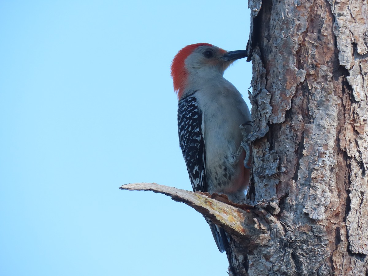 Red-bellied Woodpecker - ML623250536