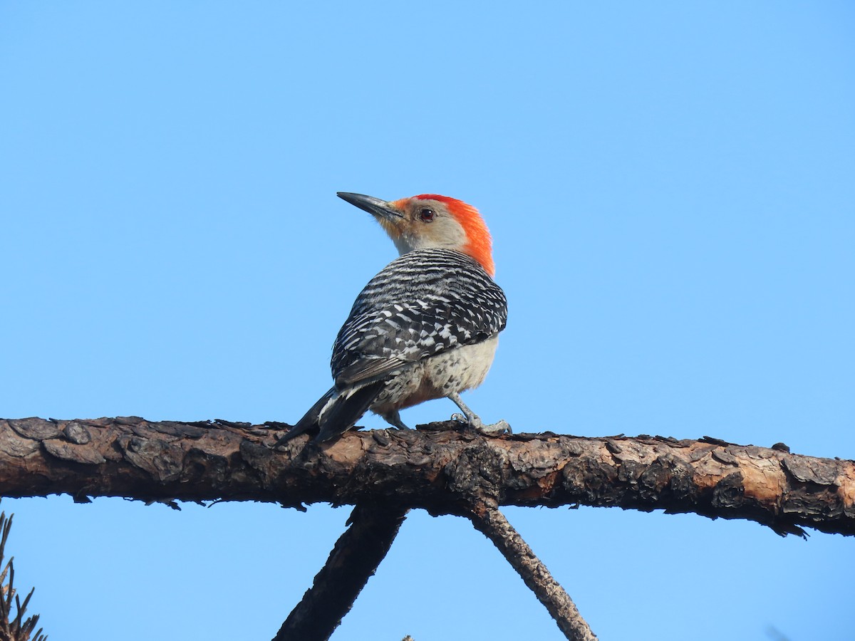 Red-bellied Woodpecker - ML623250541