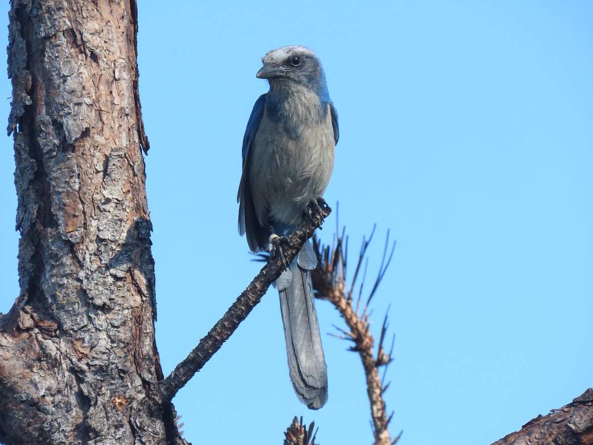 Florida Scrub-Jay - ML623250549