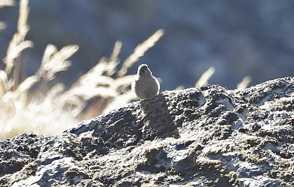 Plain-colored Seedeater - ML623250554