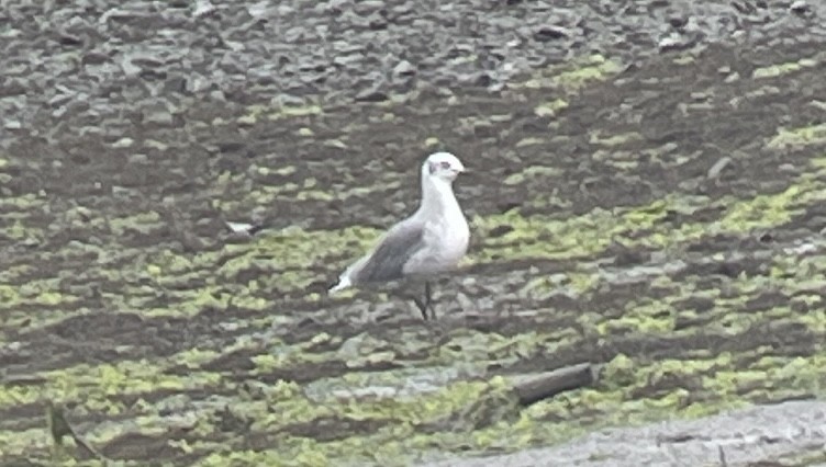 Laughing Gull - ML623250563