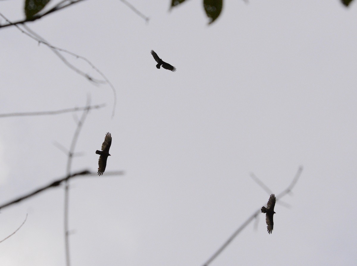 Turkey Vulture - ML623250618