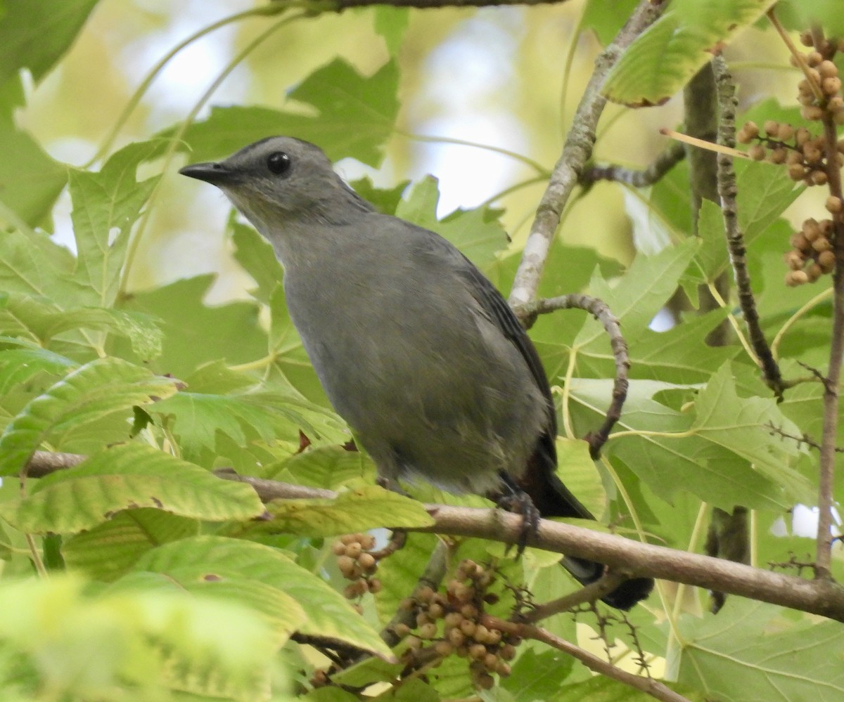 Gray Catbird - ML623250629