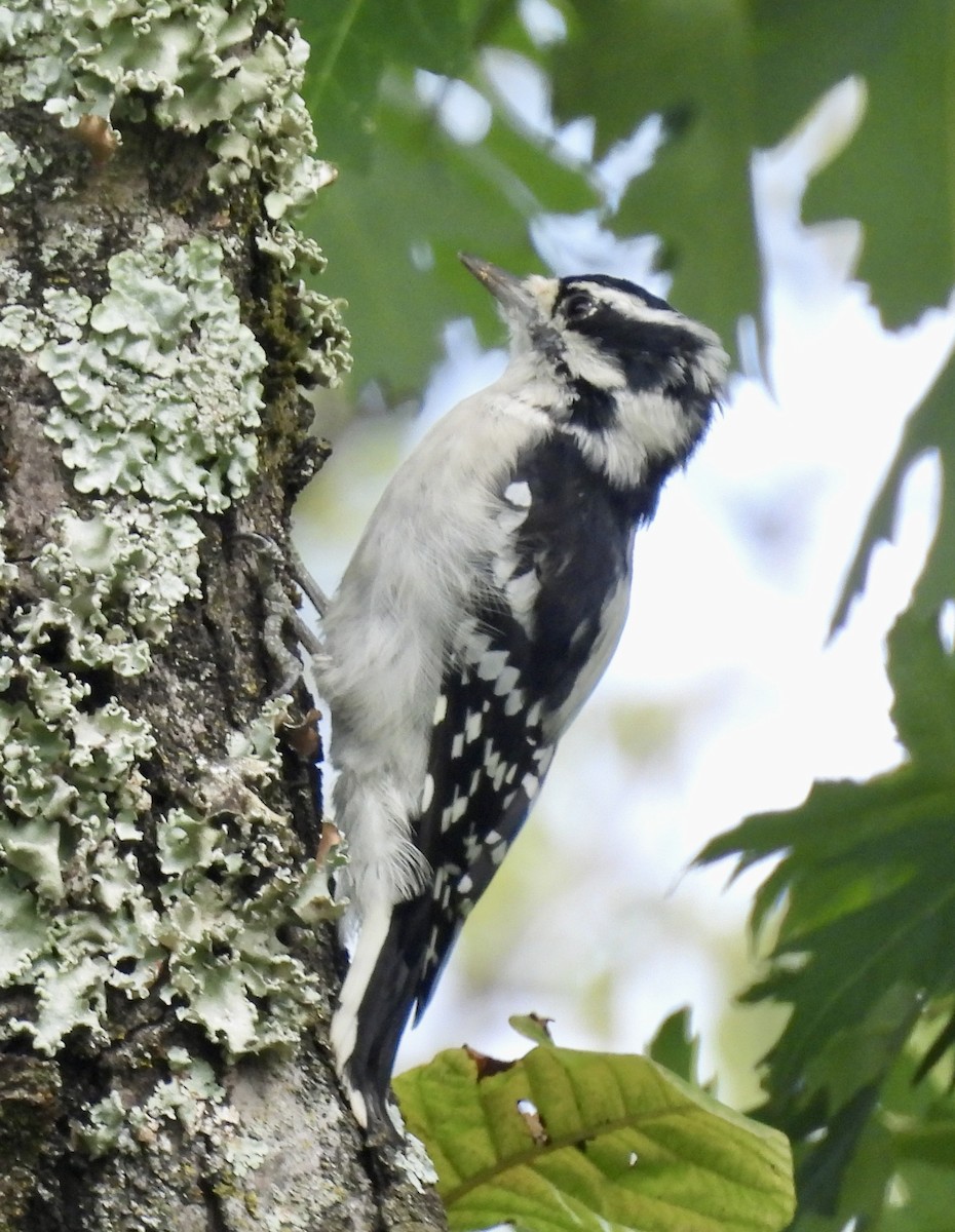 Downy Woodpecker - ML623250649