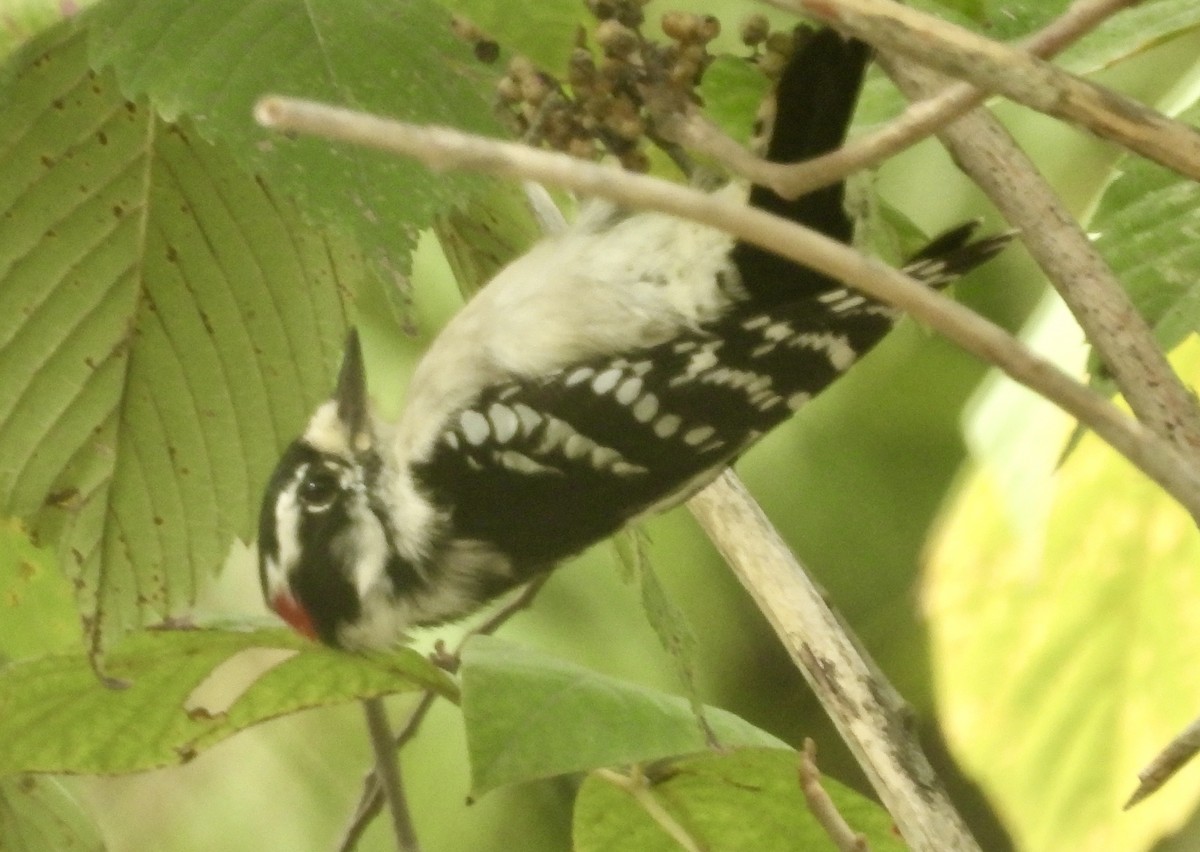 Downy Woodpecker - ML623250662