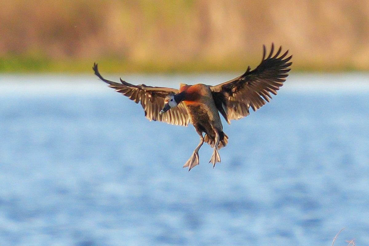 White-faced Whistling-Duck - Luis Piñeyrua