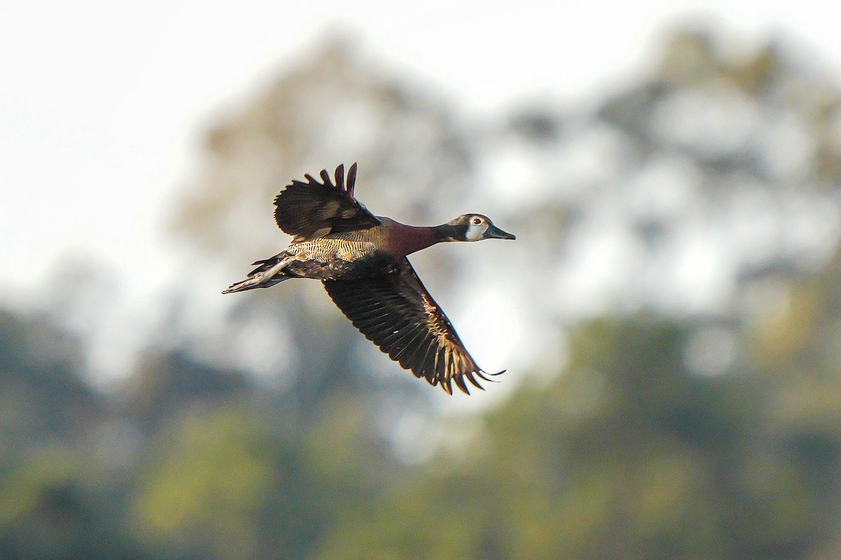 White-faced Whistling-Duck - Luis Piñeyrua