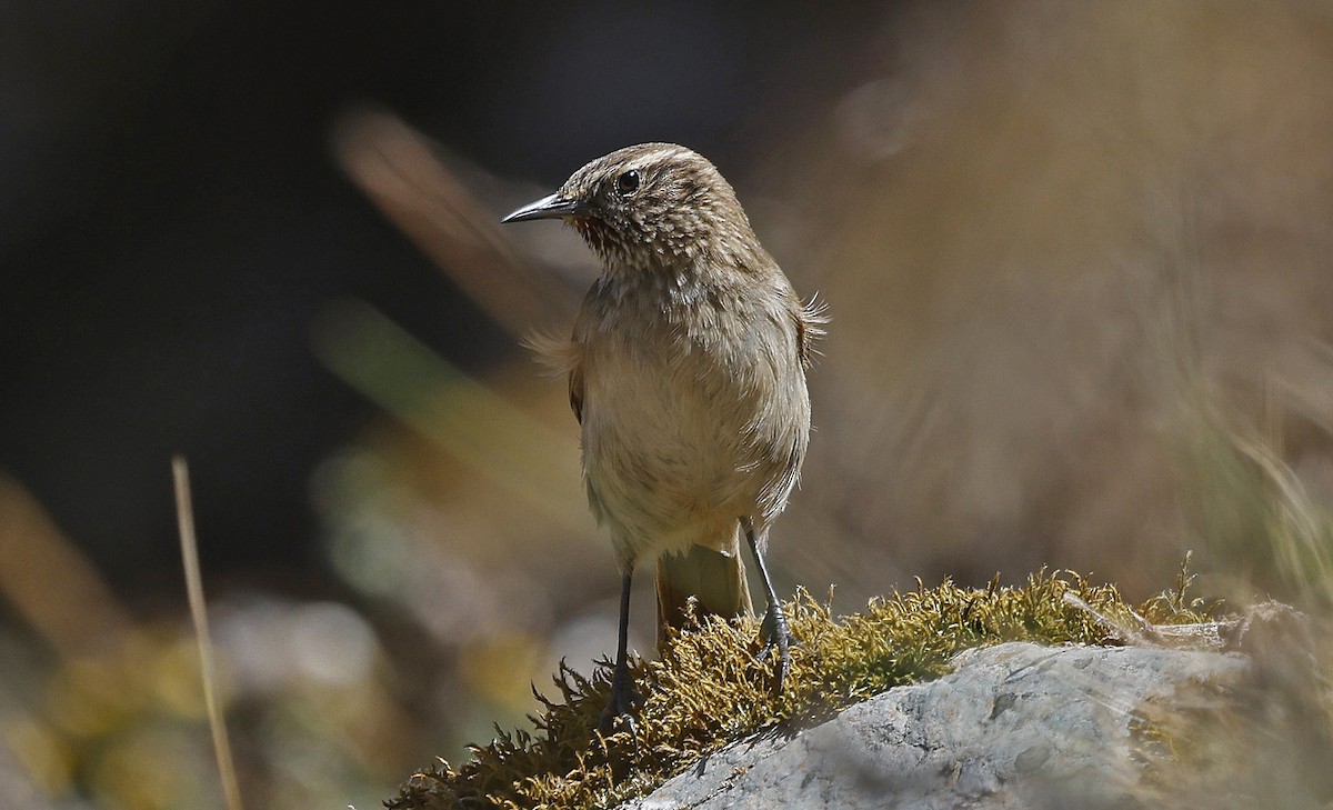 Streak-throated Canastero - ML623250694