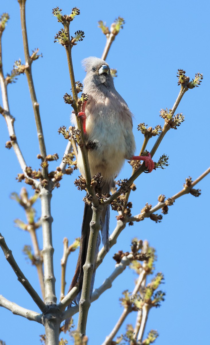 White-backed Mousebird - ML623250706