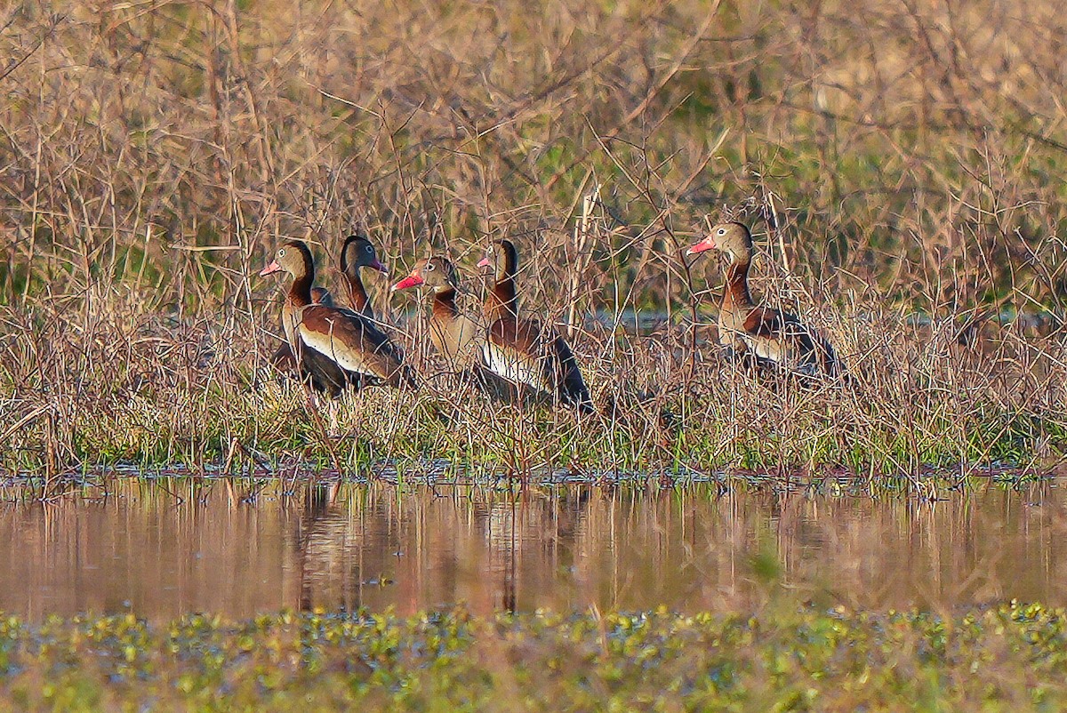 アカハシリュウキュウガモ - ML623250732