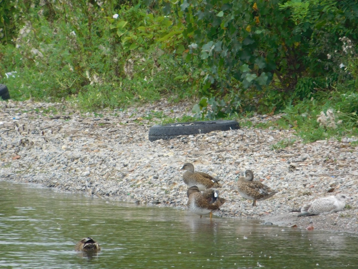 Gadwall - ML623250753