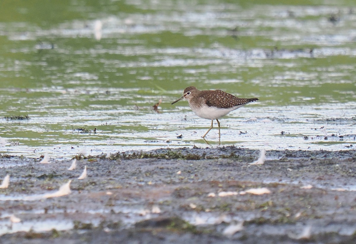 Solitary Sandpiper - ML623250759