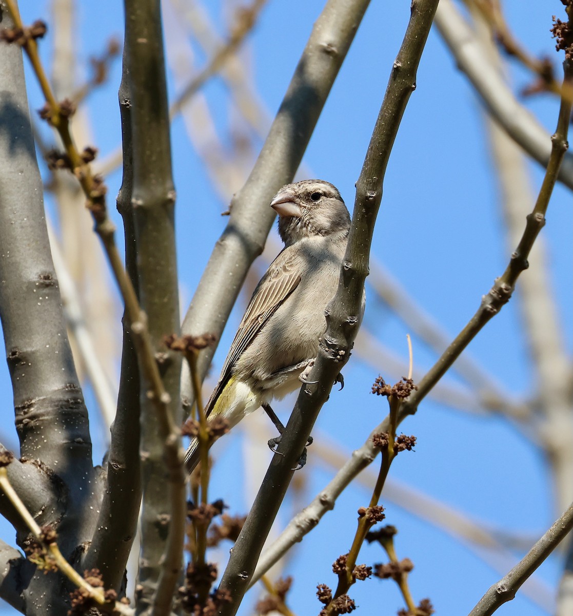 White-throated Canary - ML623250787