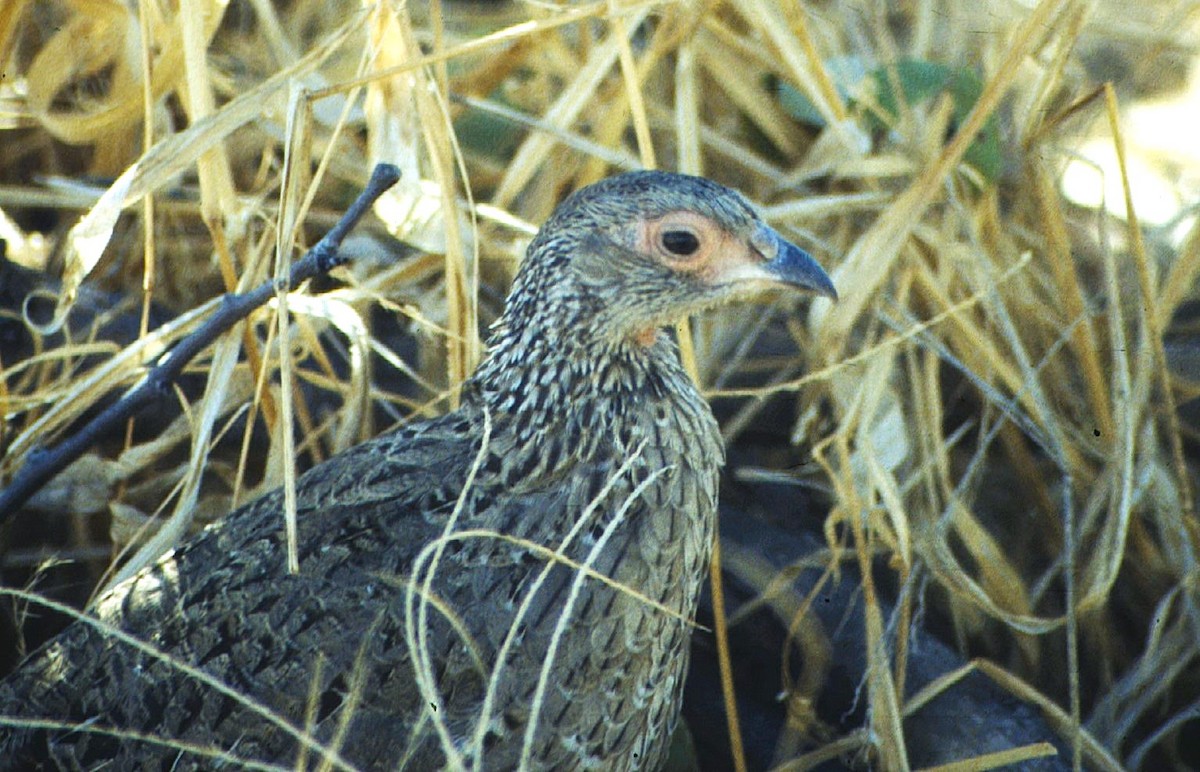 Swainson's Spurfowl - Edurne Ugarte